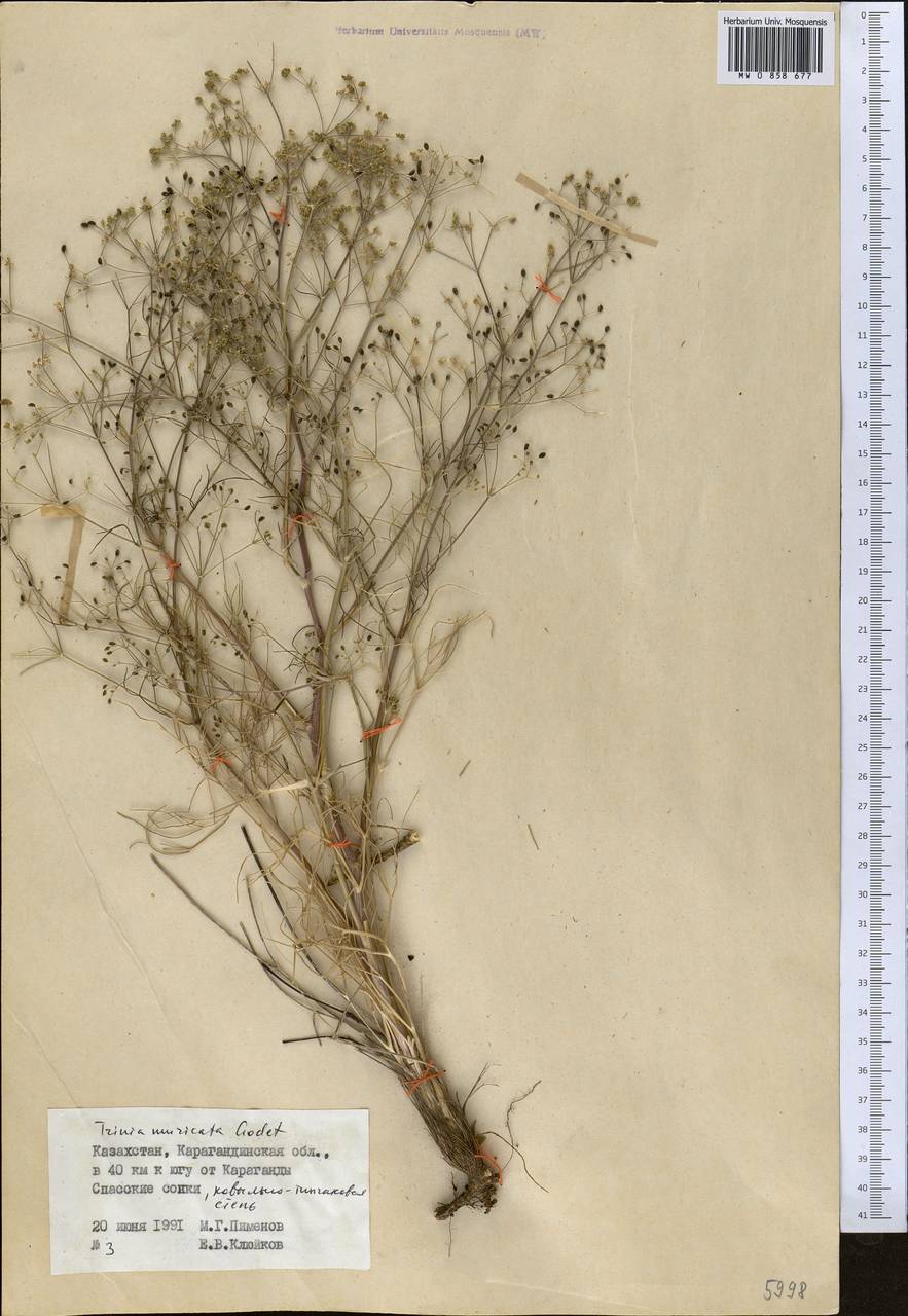 Trinia muricata Godet, Middle Asia, Muyunkumy, Balkhash & Betpak-Dala (M9) (Kazakhstan)