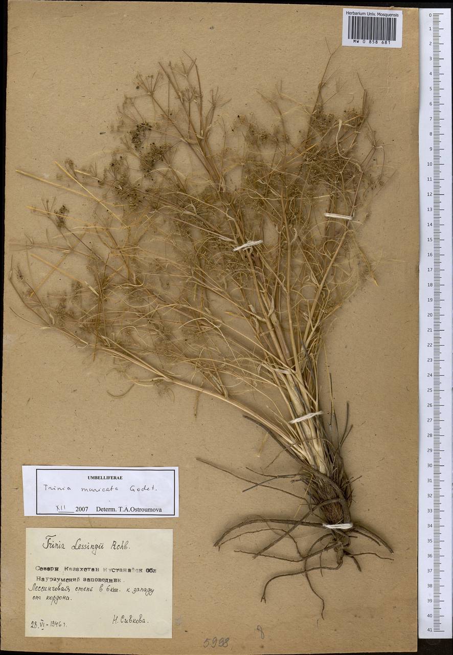 Trinia muricata Godet, Middle Asia, Northern & Central Kazakhstan (M10) (Kazakhstan)