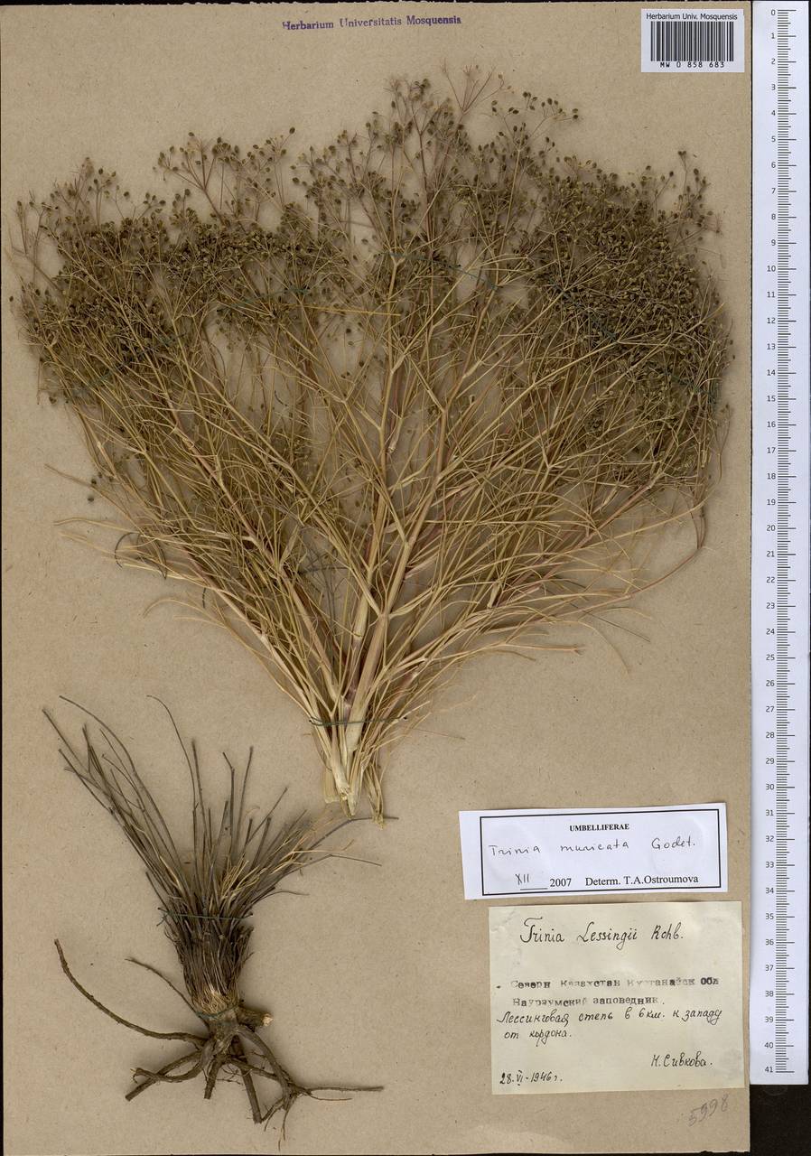 Trinia muricata Godet, Middle Asia, Northern & Central Kazakhstan (M10) (Kazakhstan)