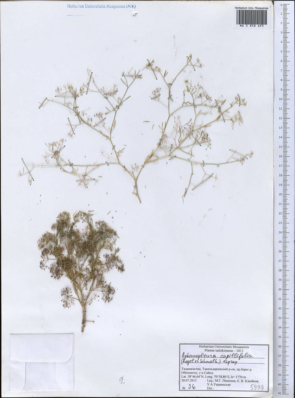 Psammogeton capillifolium (Regel & Schmalh.) Mousavi, Mozaff. & Zarre, Middle Asia, Pamir & Pamiro-Alai (M2) (Tajikistan)