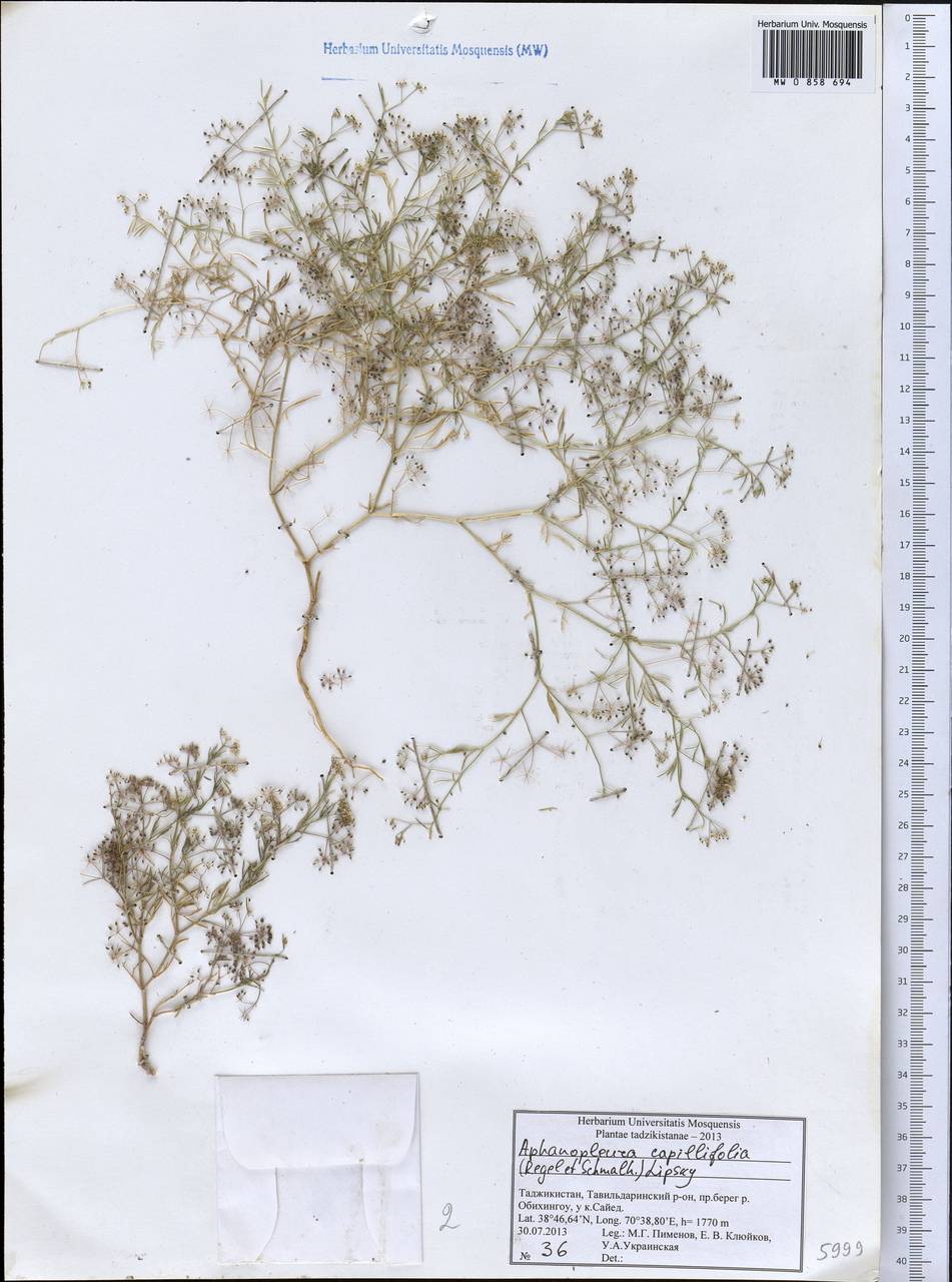 Psammogeton capillifolium (Regel & Schmalh.) Mousavi, Mozaff. & Zarre, Middle Asia, Pamir & Pamiro-Alai (M2) (Tajikistan)