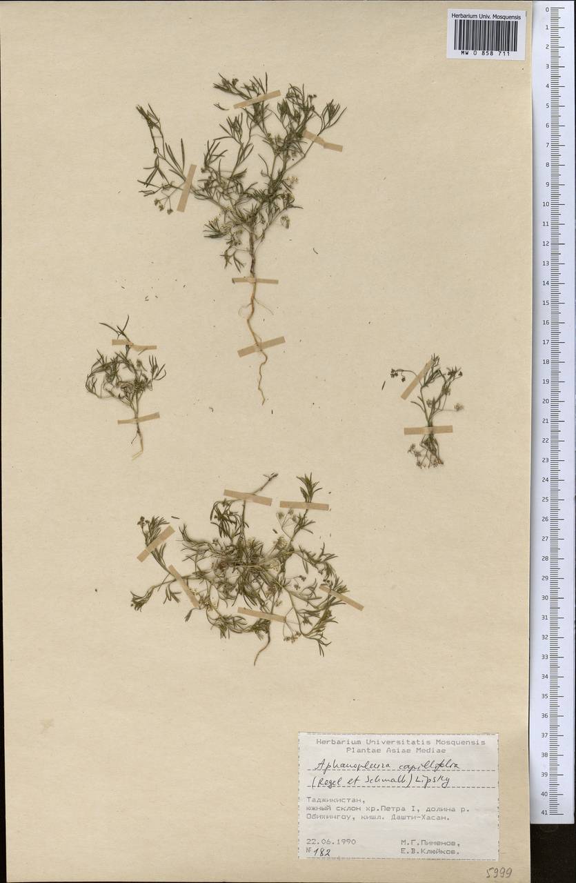 Psammogeton capillifolium (Regel & Schmalh.) Mousavi, Mozaff. & Zarre, Middle Asia, Pamir & Pamiro-Alai (M2) (Tajikistan)
