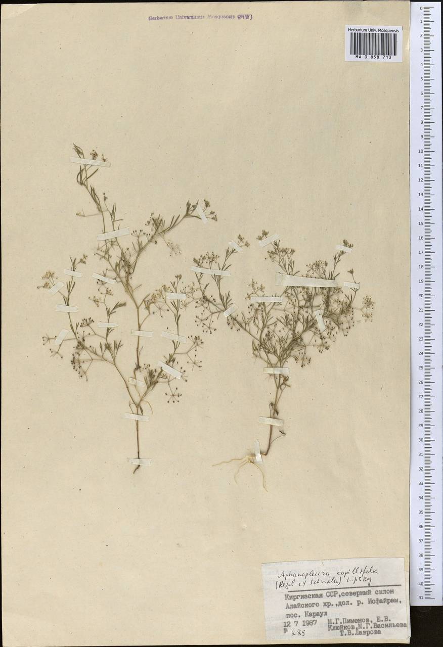 Psammogeton capillifolium (Regel & Schmalh.) Mousavi, Mozaff. & Zarre, Middle Asia, Pamir & Pamiro-Alai (M2) (Kyrgyzstan)