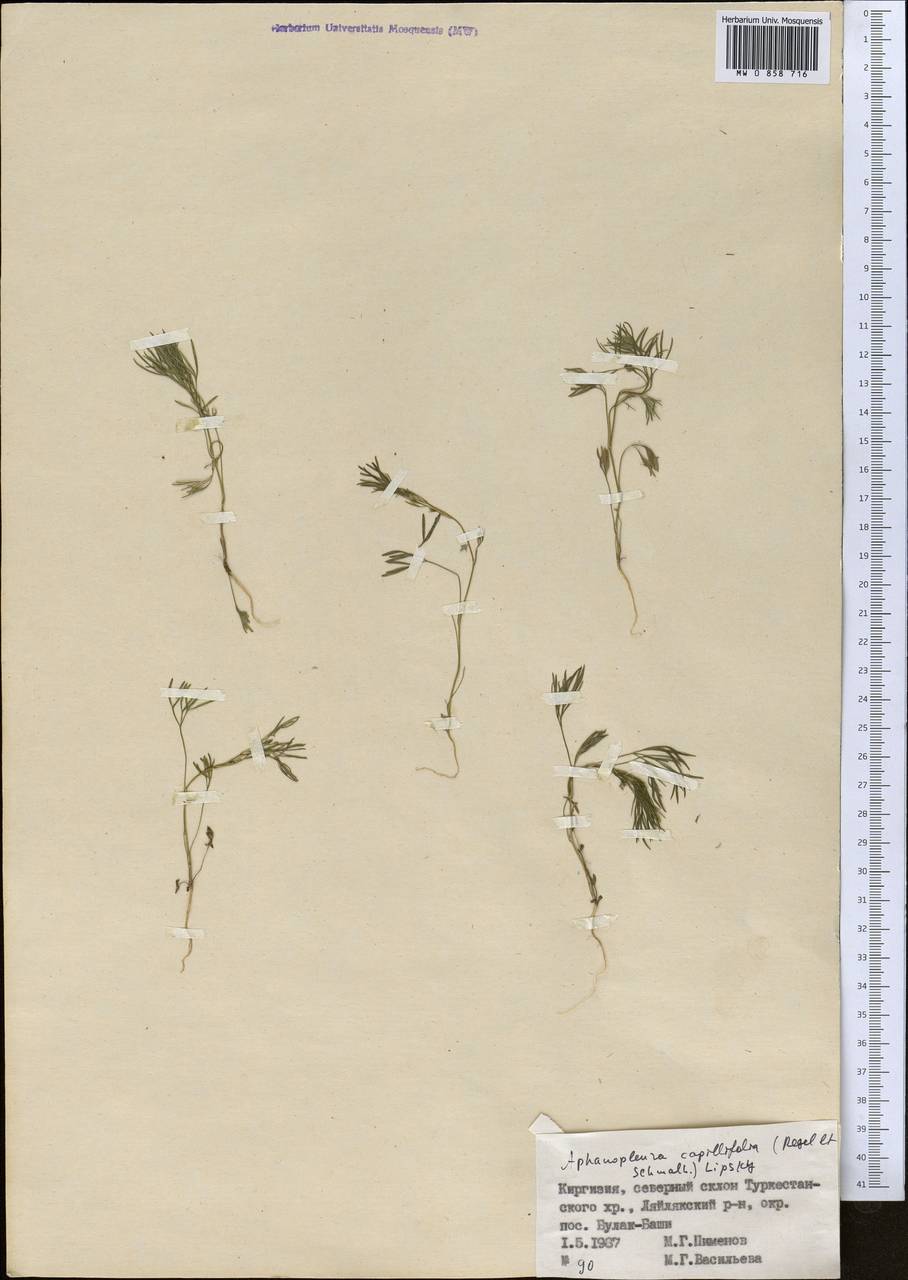 Psammogeton capillifolium (Regel & Schmalh.) Mousavi, Mozaff. & Zarre, Middle Asia, Pamir & Pamiro-Alai (M2) (Kyrgyzstan)