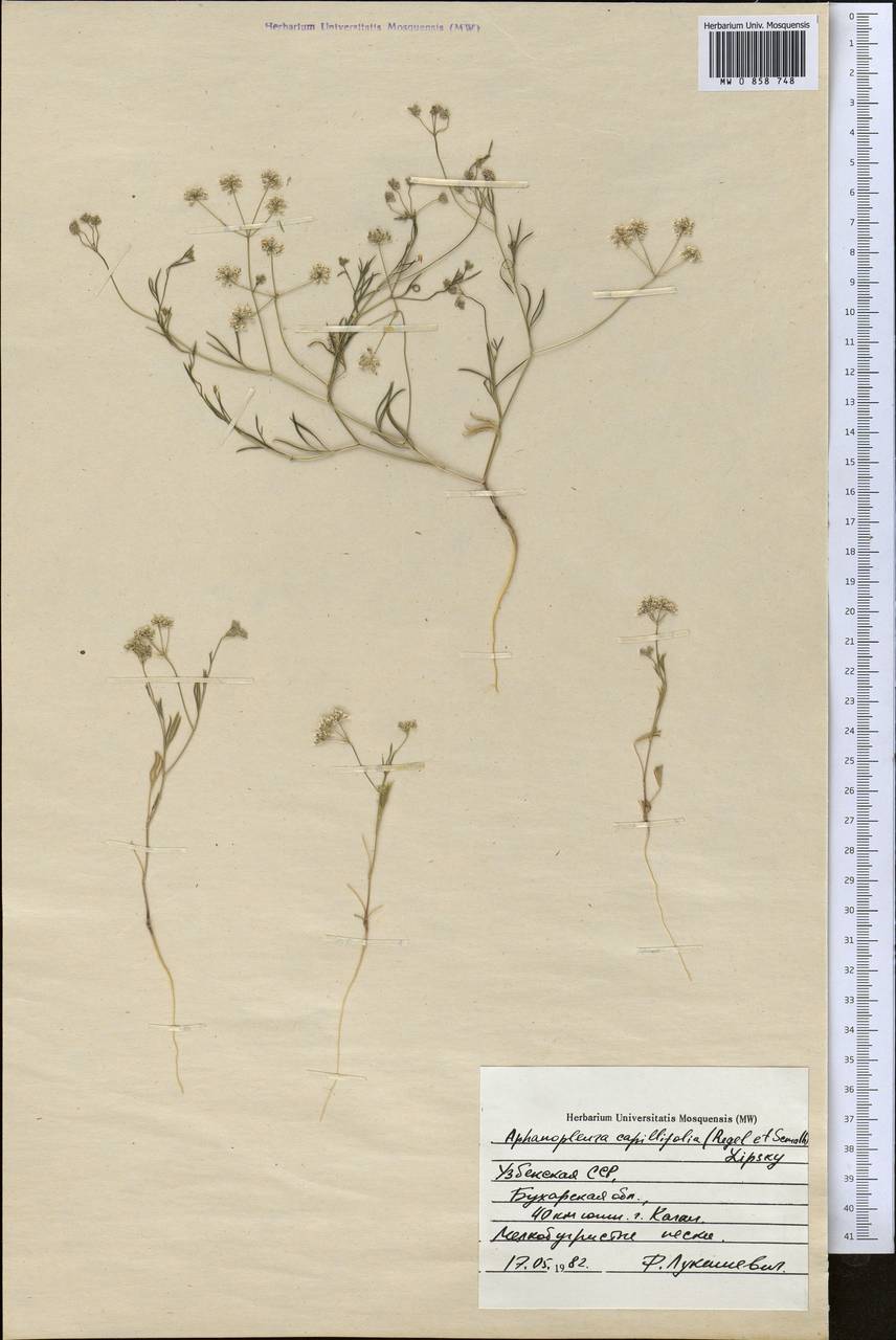 Psammogeton capillifolium (Regel & Schmalh.) Mousavi, Mozaff. & Zarre, Middle Asia, Syr-Darian deserts & Kyzylkum (M7) (Uzbekistan)