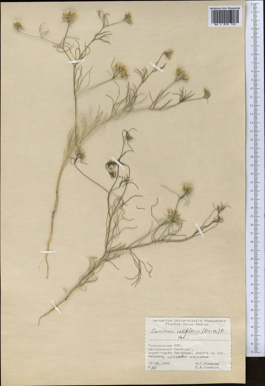 Cuminum setifolium (Boiss.) Koso-Pol., Middle Asia, Kopet Dag, Badkhyz, Small & Great Balkhan (M1) (Turkmenistan)