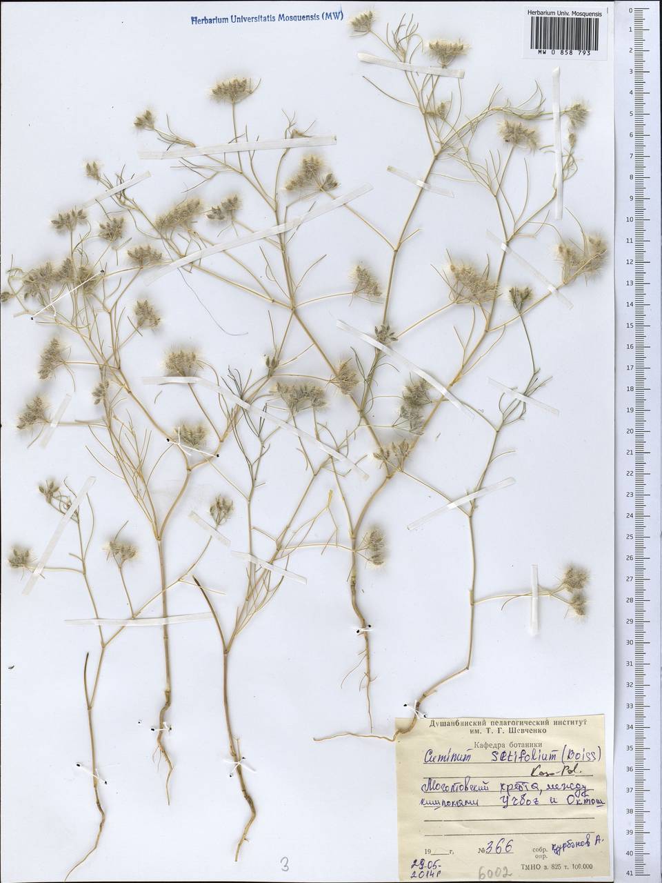 Cuminum setifolium (Boiss.) Koso-Pol., Middle Asia, Western Tian Shan & Karatau (M3) (Tajikistan)