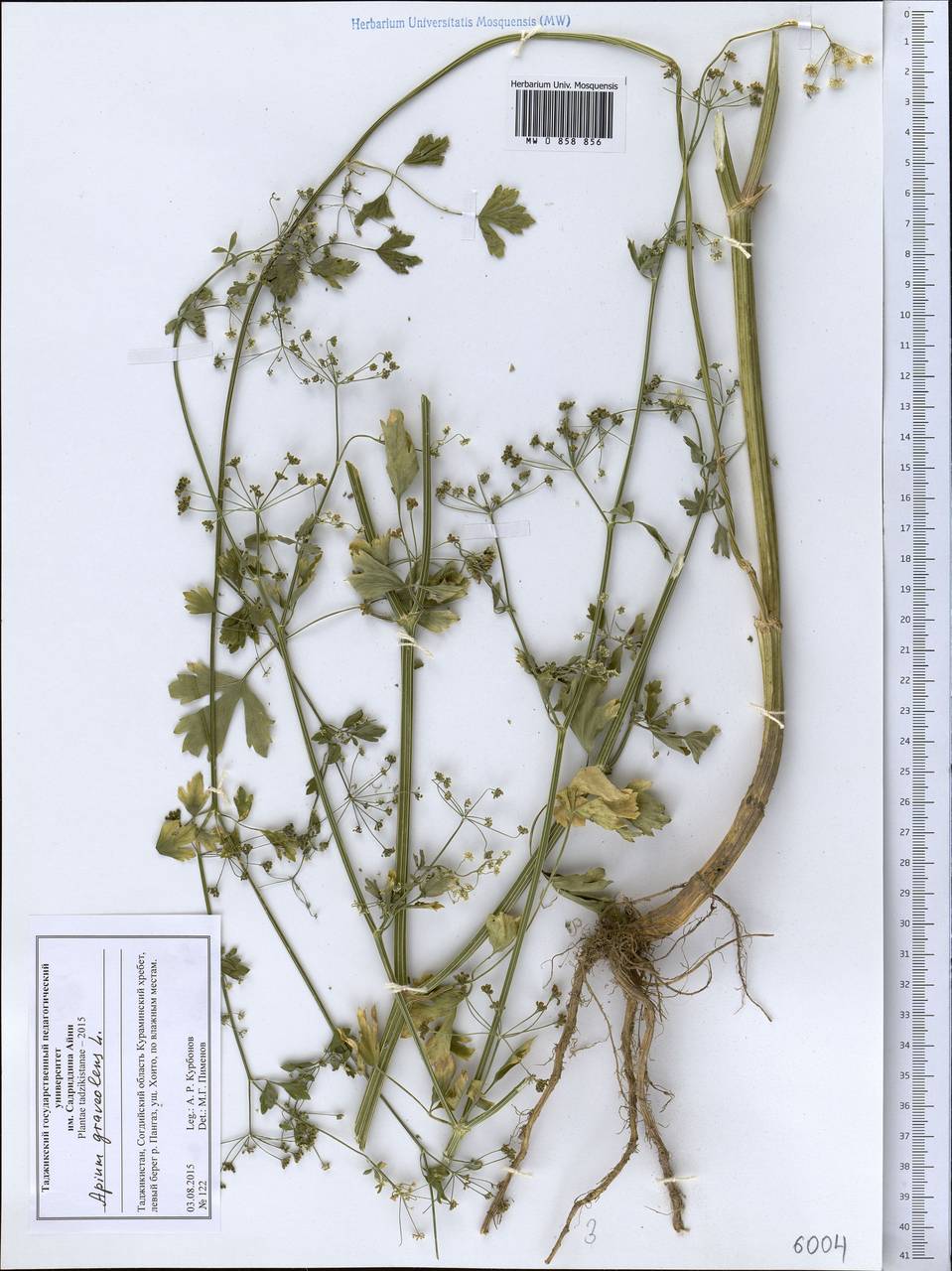 Apium graveolens L., Middle Asia, Western Tian Shan & Karatau (M3) (Tajikistan)
