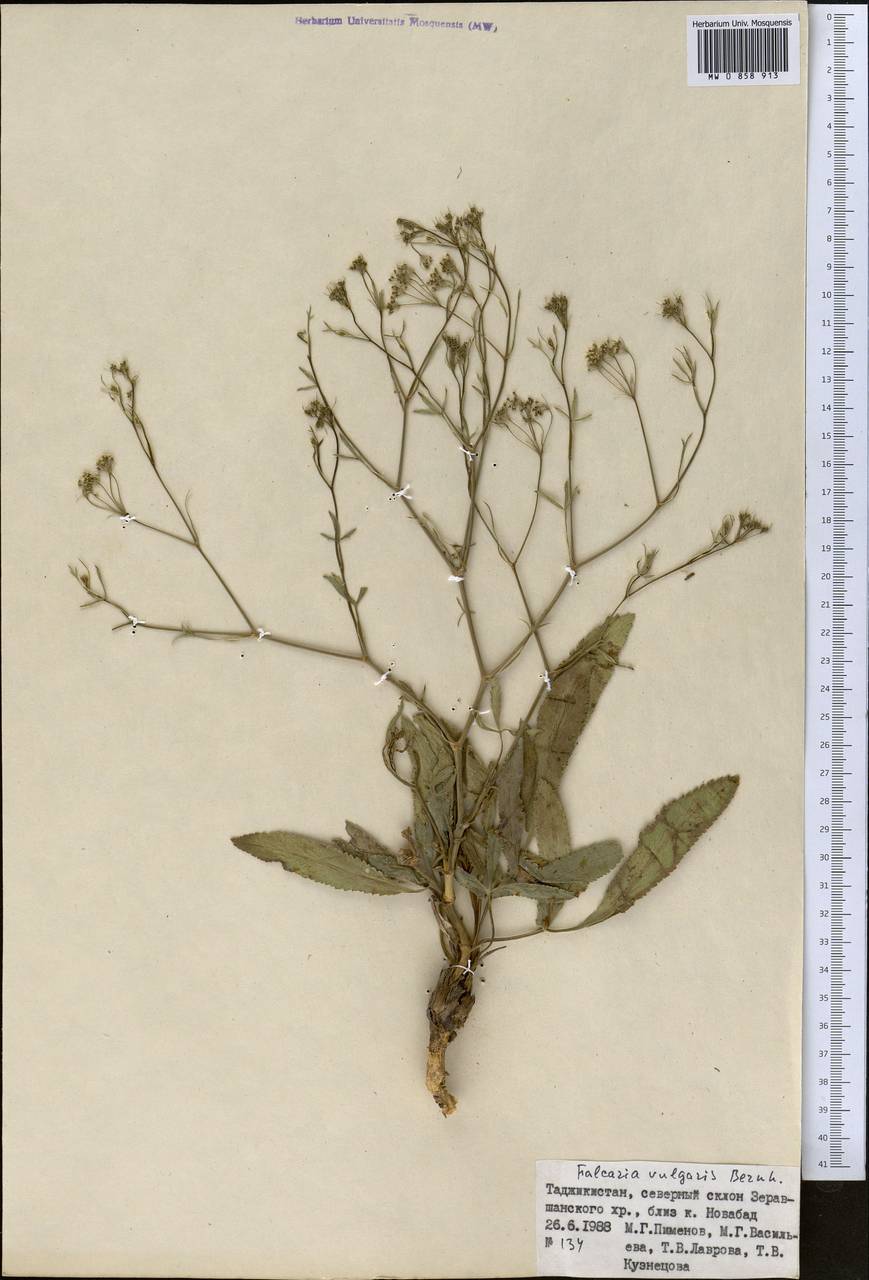 Falcaria vulgaris Bernh., Middle Asia, Pamir & Pamiro-Alai (M2) (Tajikistan)