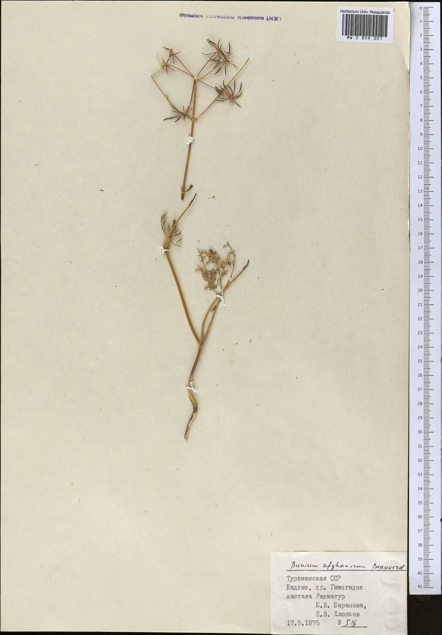 Elwendia afghanica (Beauverd) Pimenov & Kljuykov, Middle Asia, Kopet Dag, Badkhyz, Small & Great Balkhan (M1) (Turkmenistan)