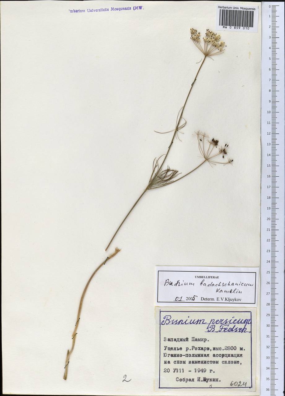 Elwendia badachschanica (Kamelin) Pimenov & Kljuykov, Middle Asia, Pamir & Pamiro-Alai (M2) (Tajikistan)
