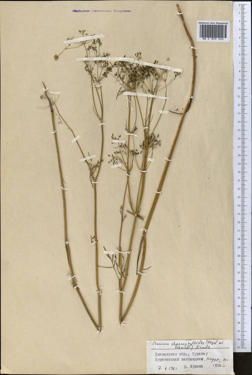 Elwendia chaerophylloides (Regel & Schmalh.) Pimenov & Kljuykov, Middle Asia, Pamir & Pamiro-Alai (M2) (Uzbekistan)