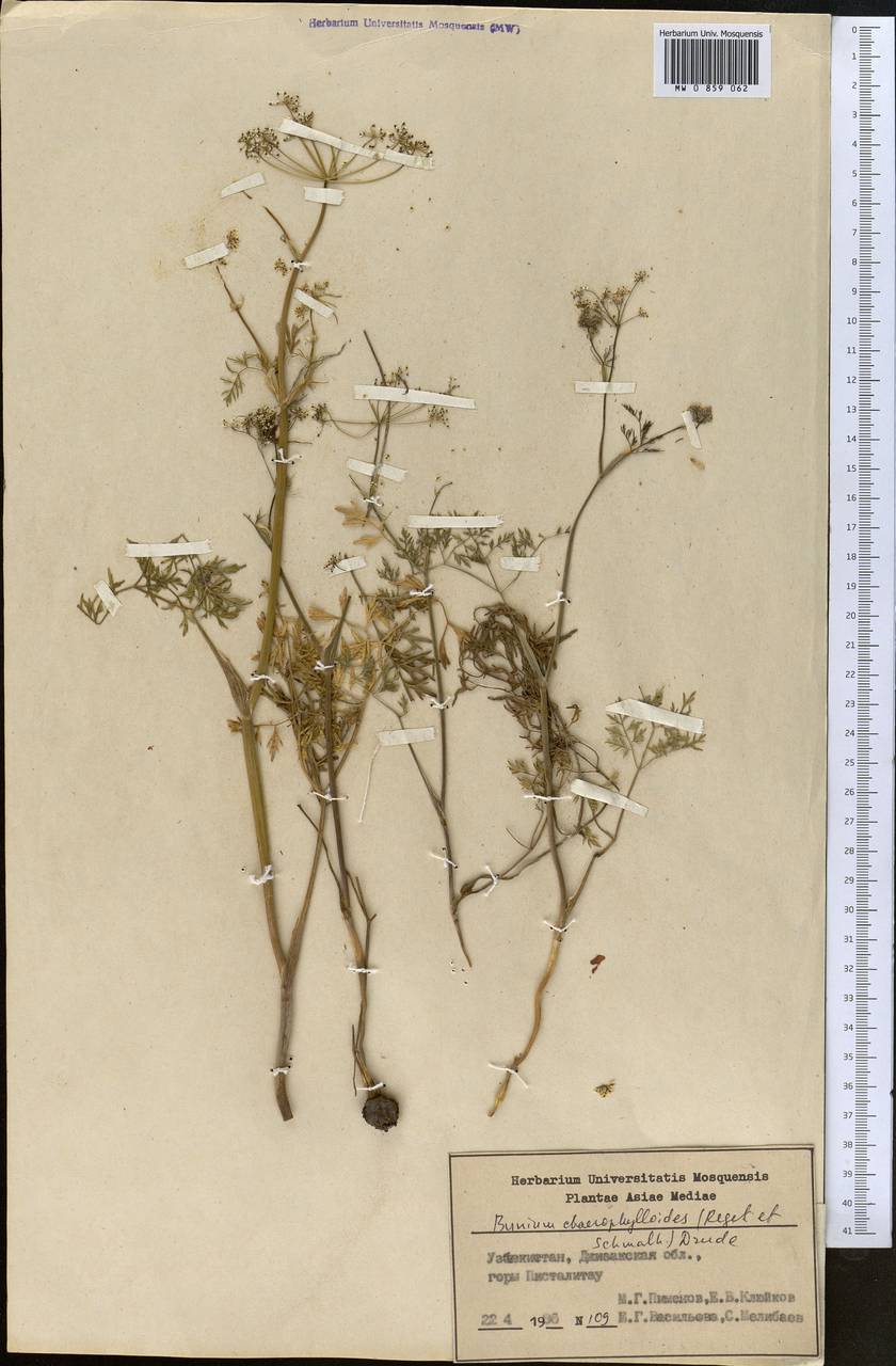 Elwendia chaerophylloides (Regel & Schmalh.) Pimenov & Kljuykov, Middle Asia, Pamir & Pamiro-Alai (M2) (Uzbekistan)
