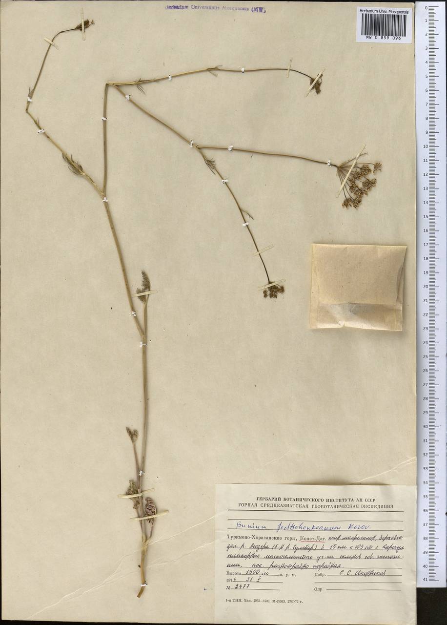 Elwendia fedtschenkoana (Korovin ex Kamelin) Pimenov & Kljuykov, Middle Asia, Kopet Dag, Badkhyz, Small & Great Balkhan (M1) (Turkmenistan)