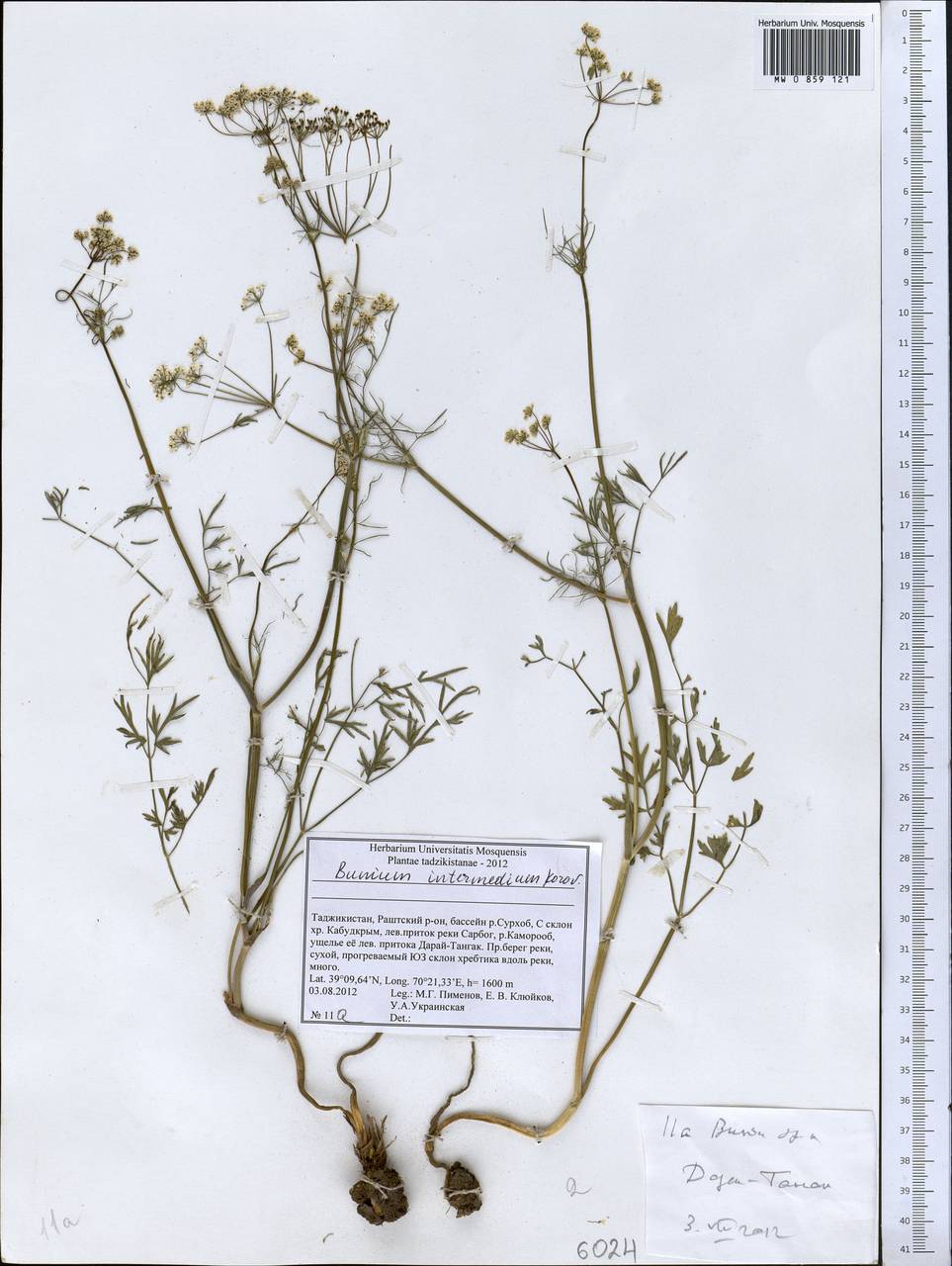 Elwendia intermedia (Korovin) Pimenov & Kljuykov, Middle Asia, Pamir & Pamiro-Alai (M2) (Tajikistan)