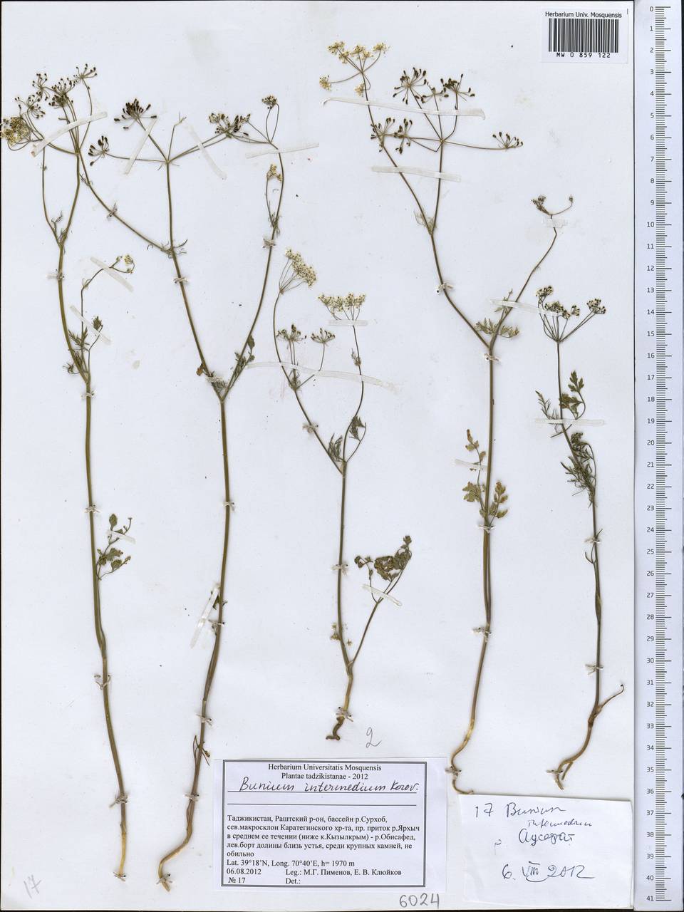 Elwendia intermedia (Korovin) Pimenov & Kljuykov, Middle Asia, Pamir & Pamiro-Alai (M2) (Tajikistan)