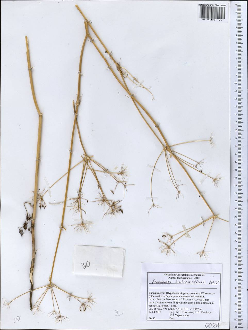 Elwendia intermedia (Korovin) Pimenov & Kljuykov, Middle Asia, Pamir & Pamiro-Alai (M2) (Tajikistan)