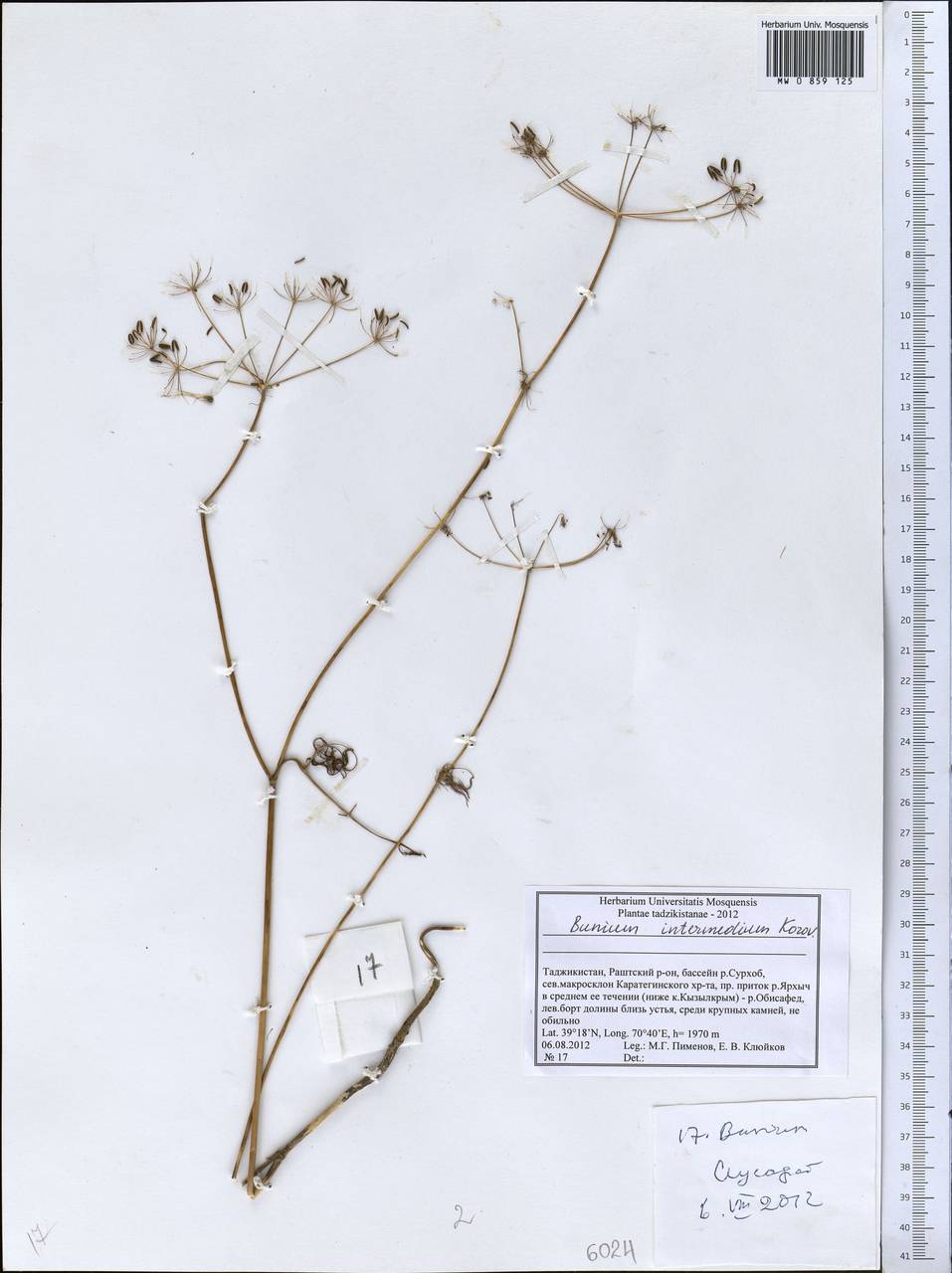Elwendia intermedia (Korovin) Pimenov & Kljuykov, Middle Asia, Pamir & Pamiro-Alai (M2) (Tajikistan)