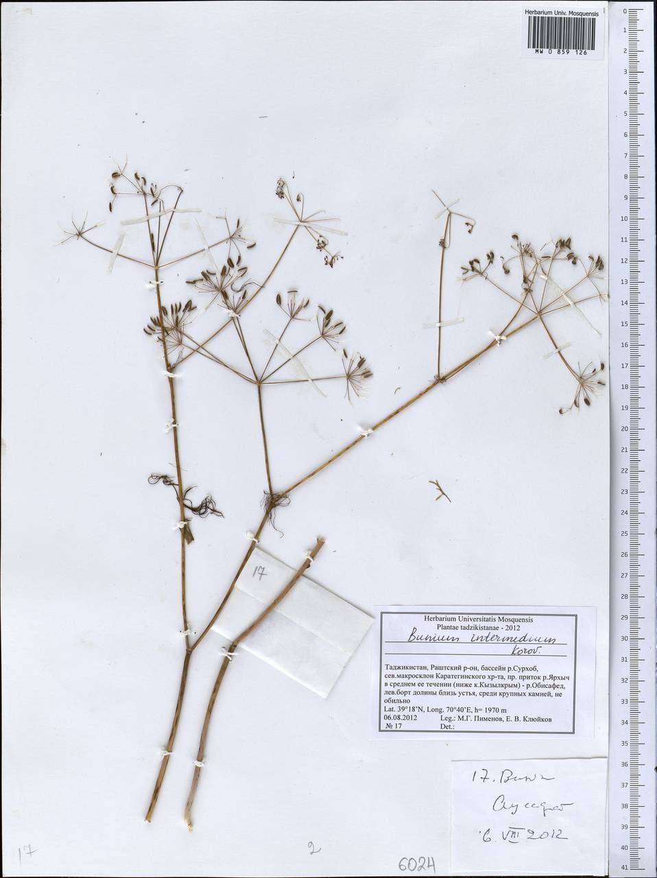Elwendia intermedia (Korovin) Pimenov & Kljuykov, Middle Asia, Pamir & Pamiro-Alai (M2) (Tajikistan)