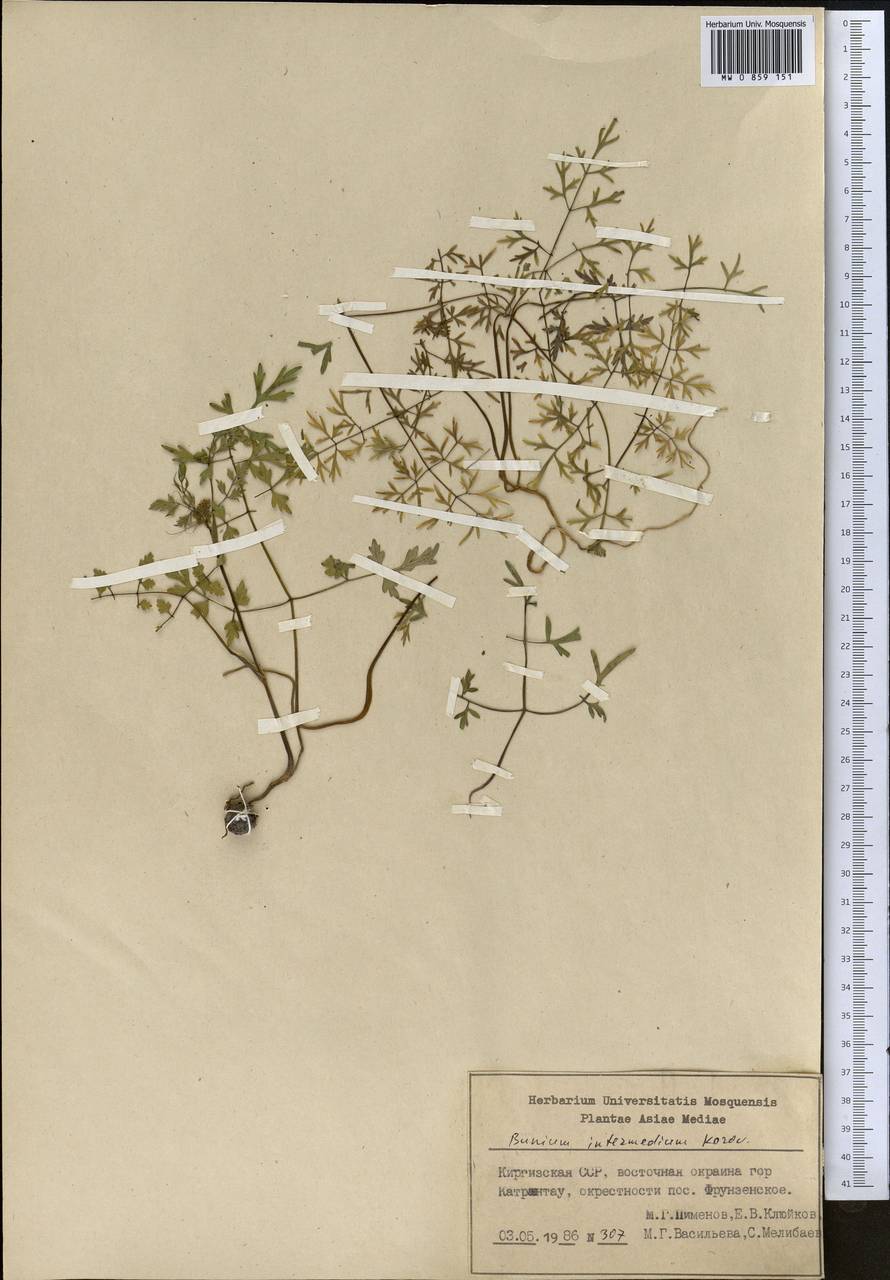 Elwendia intermedia (Korovin) Pimenov & Kljuykov, Middle Asia, Pamir & Pamiro-Alai (M2) (Kyrgyzstan)