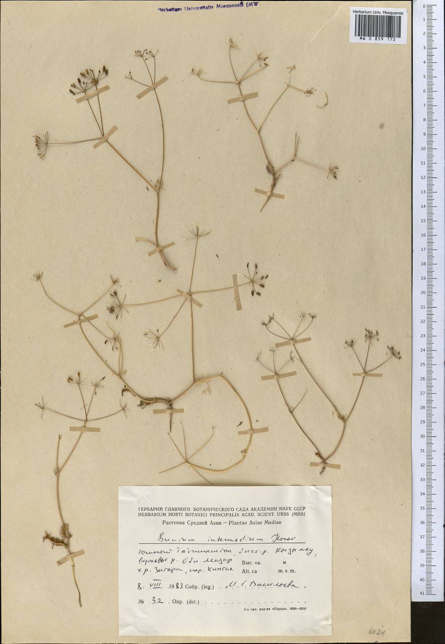 Elwendia kuhitangi (Nevski) Pimenov & Kljuykov, Middle Asia, Pamir & Pamiro-Alai (M2) (Tajikistan)