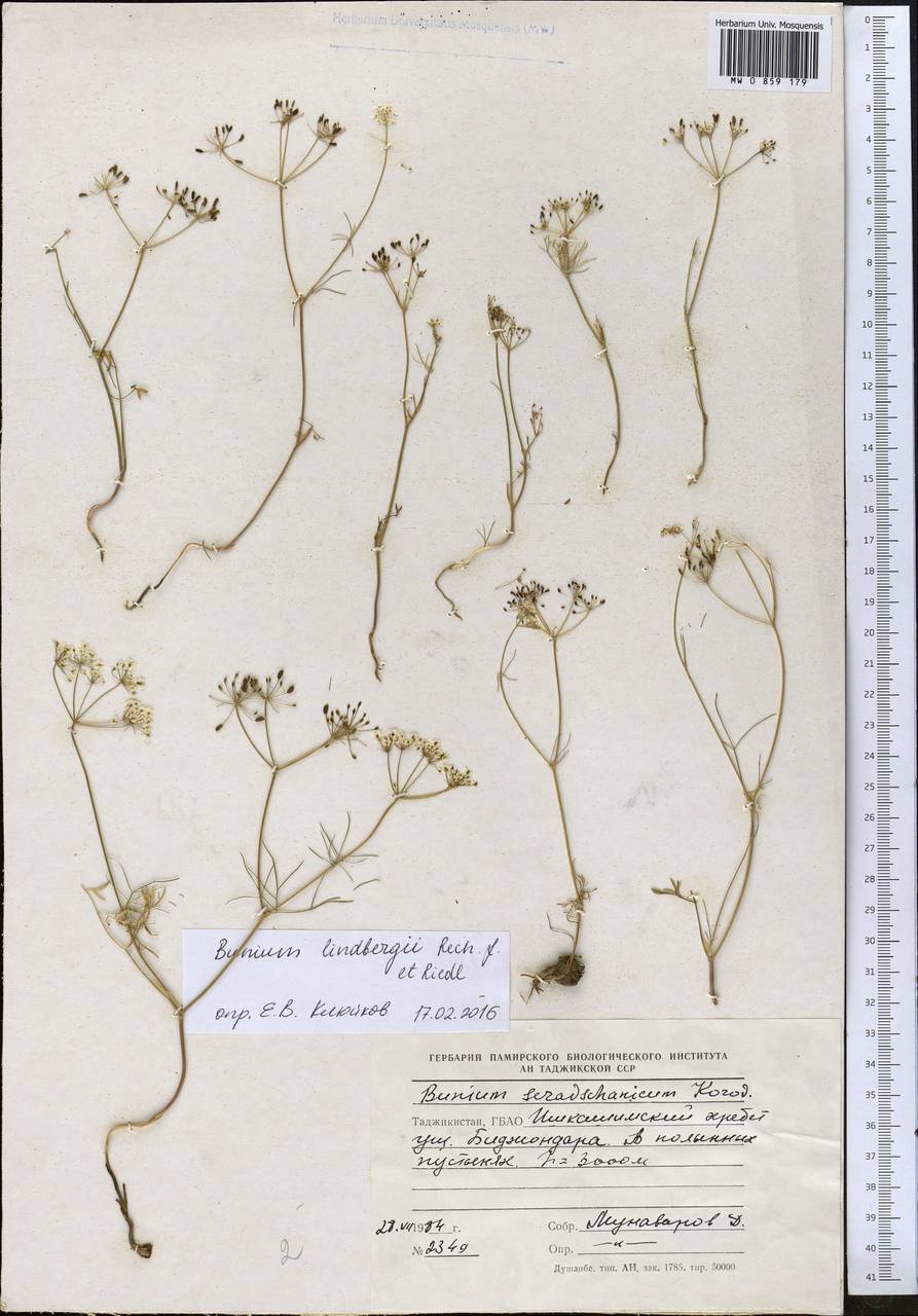 Elwendia lindbergii (Rech.fil. & Riedl) Pimenov & Kljuykov, Middle Asia, Pamir & Pamiro-Alai (M2) (Tajikistan)