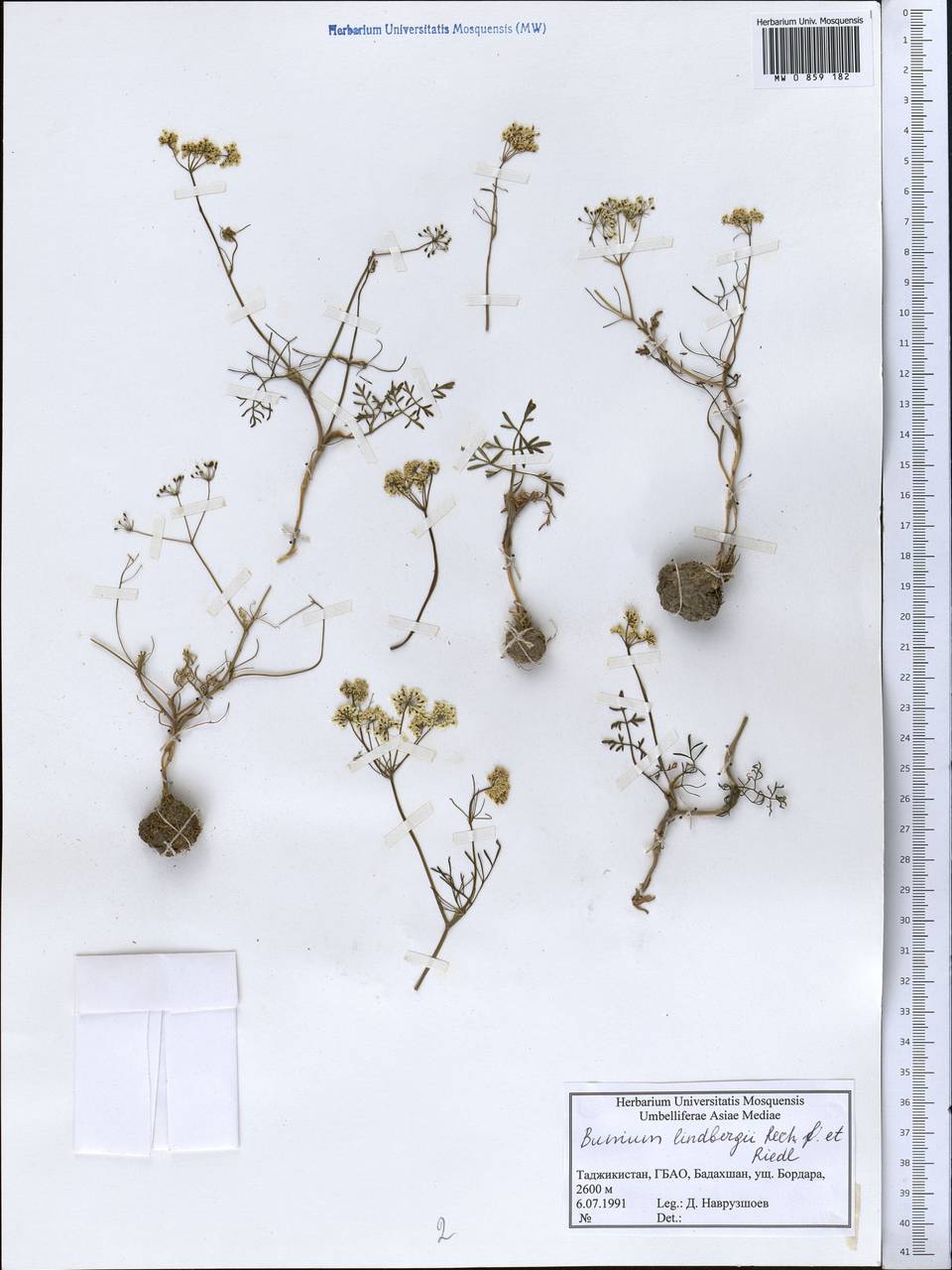 Elwendia lindbergii (Rech.fil. & Riedl) Pimenov & Kljuykov, Middle Asia, Pamir & Pamiro-Alai (M2) (Tajikistan)