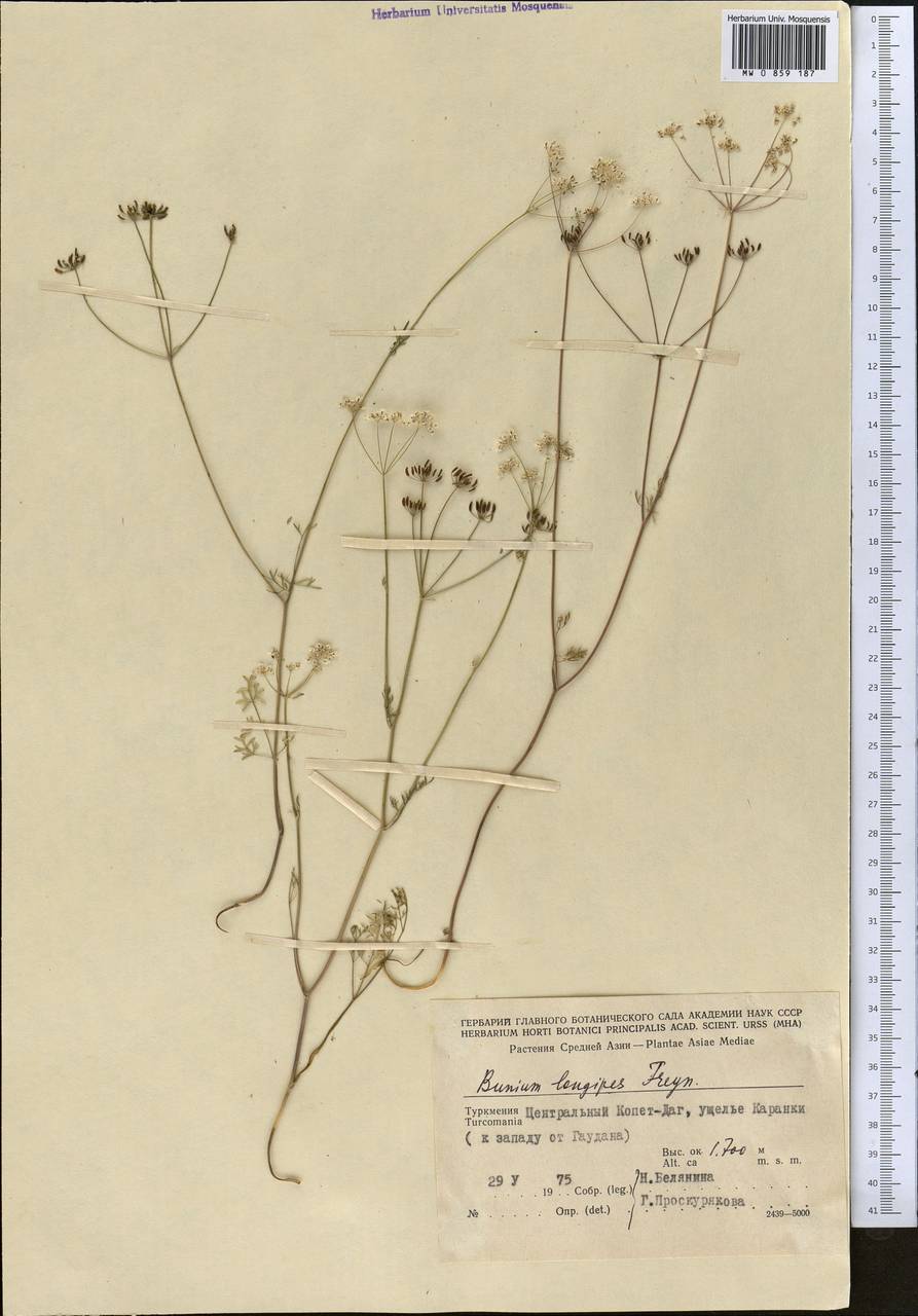 Elwendia longipes (Freyn) Pimenov & Kljuykov, Middle Asia, Kopet Dag, Badkhyz, Small & Great Balkhan (M1) (Turkmenistan)