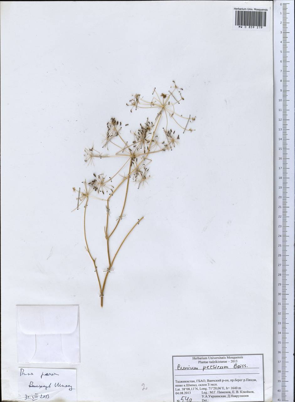 Elwendia persica (Boiss.) Pimenov & Kljuykov, Middle Asia, Pamir & Pamiro-Alai (M2) (Tajikistan)