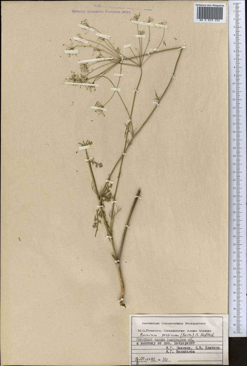 Elwendia persica (Boiss.) Pimenov & Kljuykov, Middle Asia, Pamir & Pamiro-Alai (M2) (Kyrgyzstan)