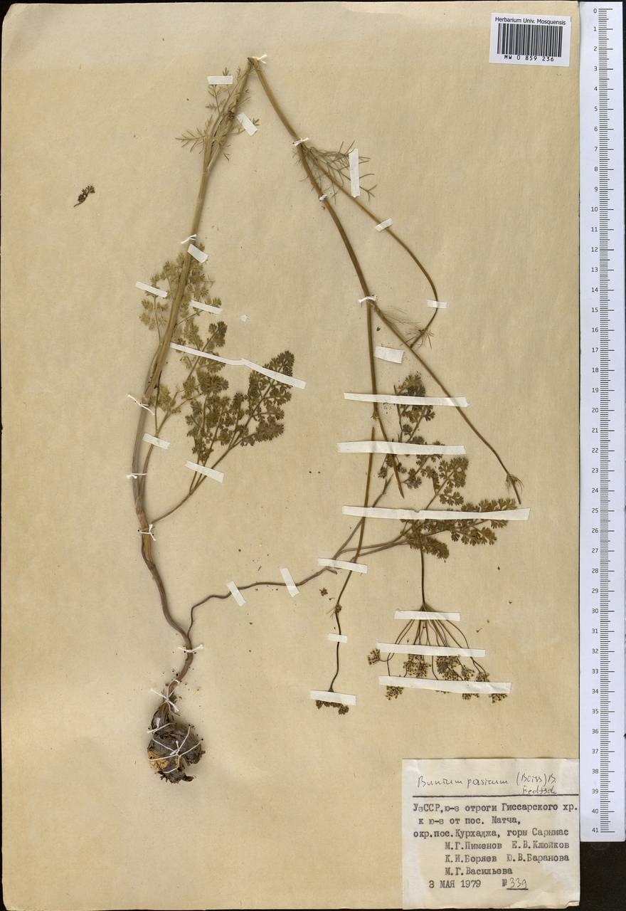 Elwendia persica (Boiss.) Pimenov & Kljuykov, Middle Asia, Pamir & Pamiro-Alai (M2) (Uzbekistan)