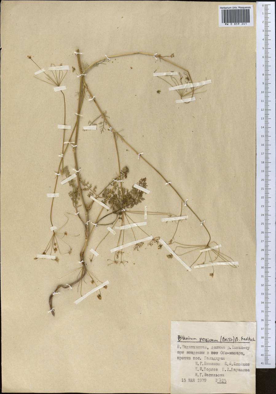 Elwendia persica (Boiss.) Pimenov & Kljuykov, Middle Asia, Pamir & Pamiro-Alai (M2) (Tajikistan)