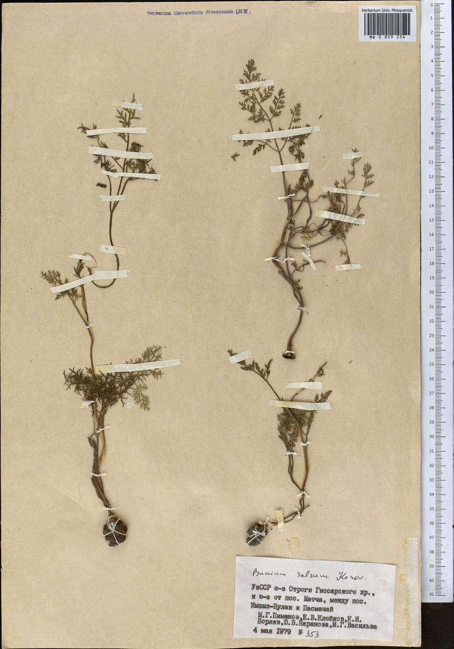 Elwendia salsa (Korovin) Pimenov & Kljuykov, Middle Asia, Pamir & Pamiro-Alai (M2) (Uzbekistan)