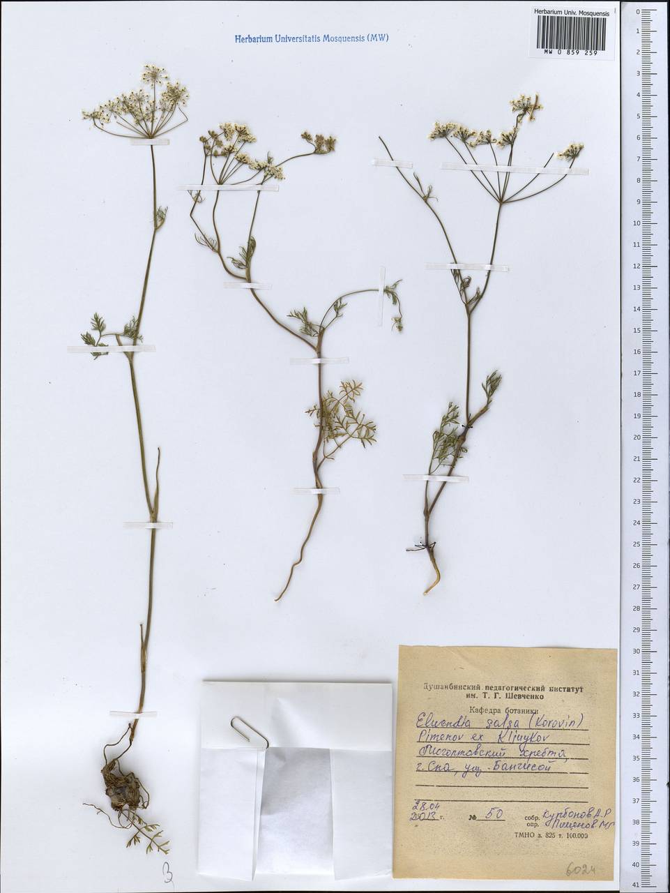 Elwendia salsa (Korovin) Pimenov & Kljuykov, Middle Asia, Western Tian Shan & Karatau (M3) (Tajikistan)