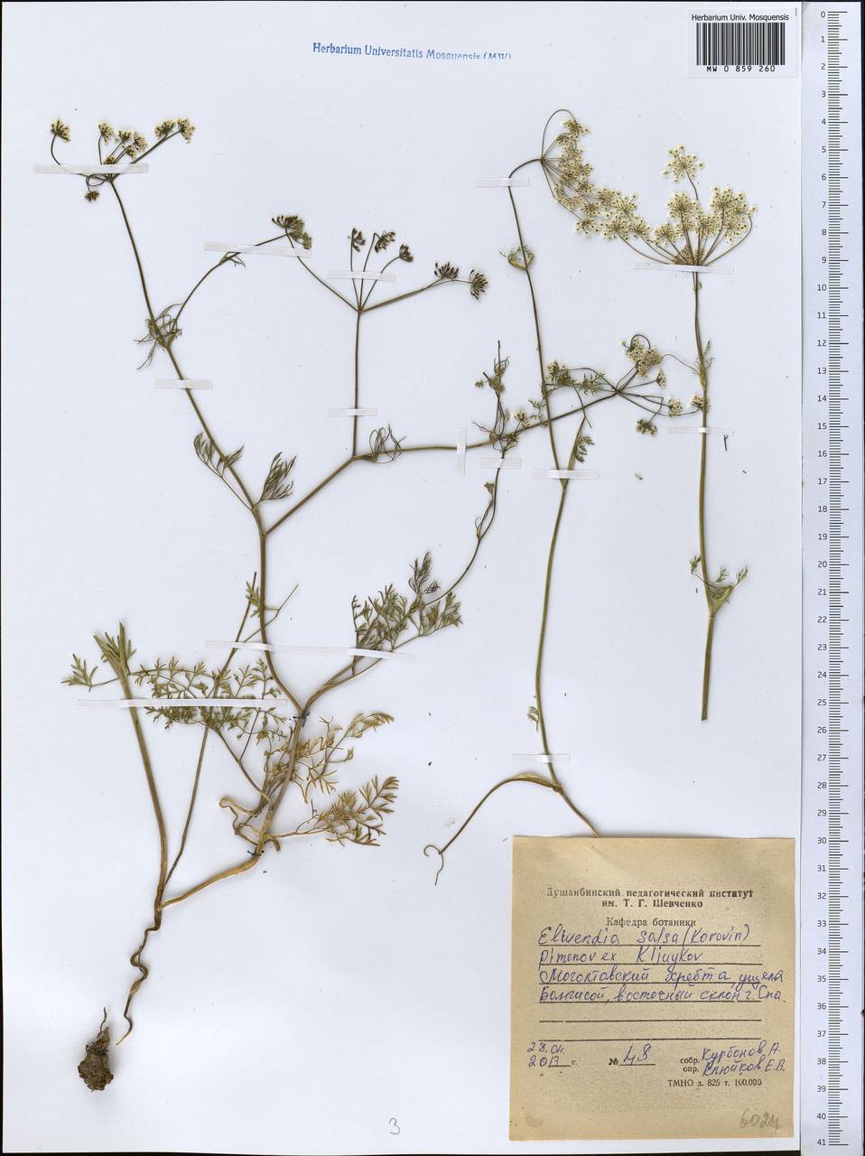 Elwendia salsa (Korovin) Pimenov & Kljuykov, Middle Asia, Western Tian Shan & Karatau (M3) (Tajikistan)