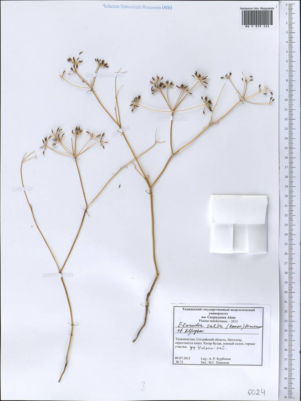 Elwendia salsa (Korovin) Pimenov & Kljuykov, Middle Asia, Western Tian Shan & Karatau (M3) (Tajikistan)