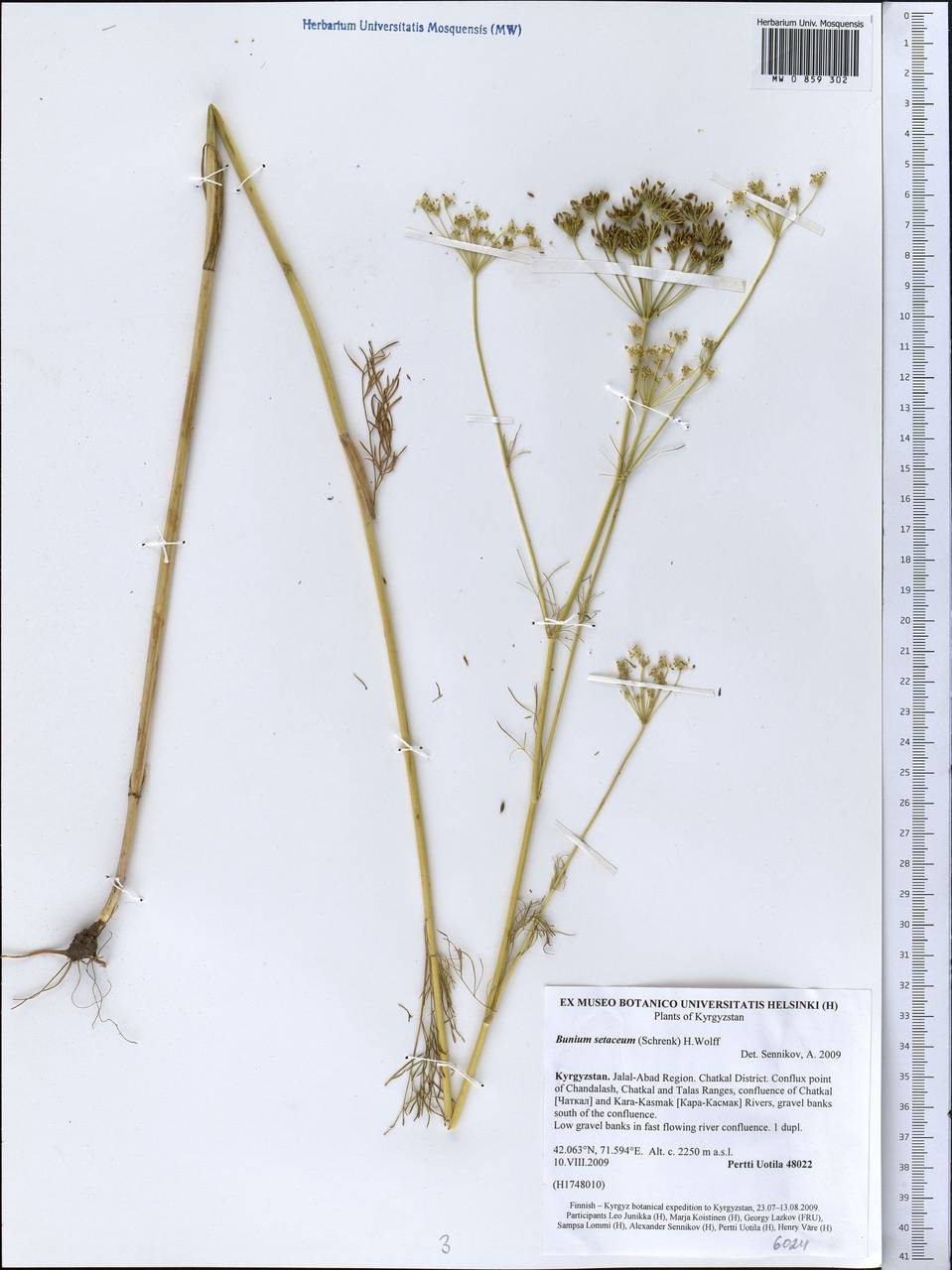 Elwendia setacea (Schrenk) Pimenov & Kljuykov, Middle Asia, Western Tian Shan & Karatau (M3) (Kyrgyzstan)