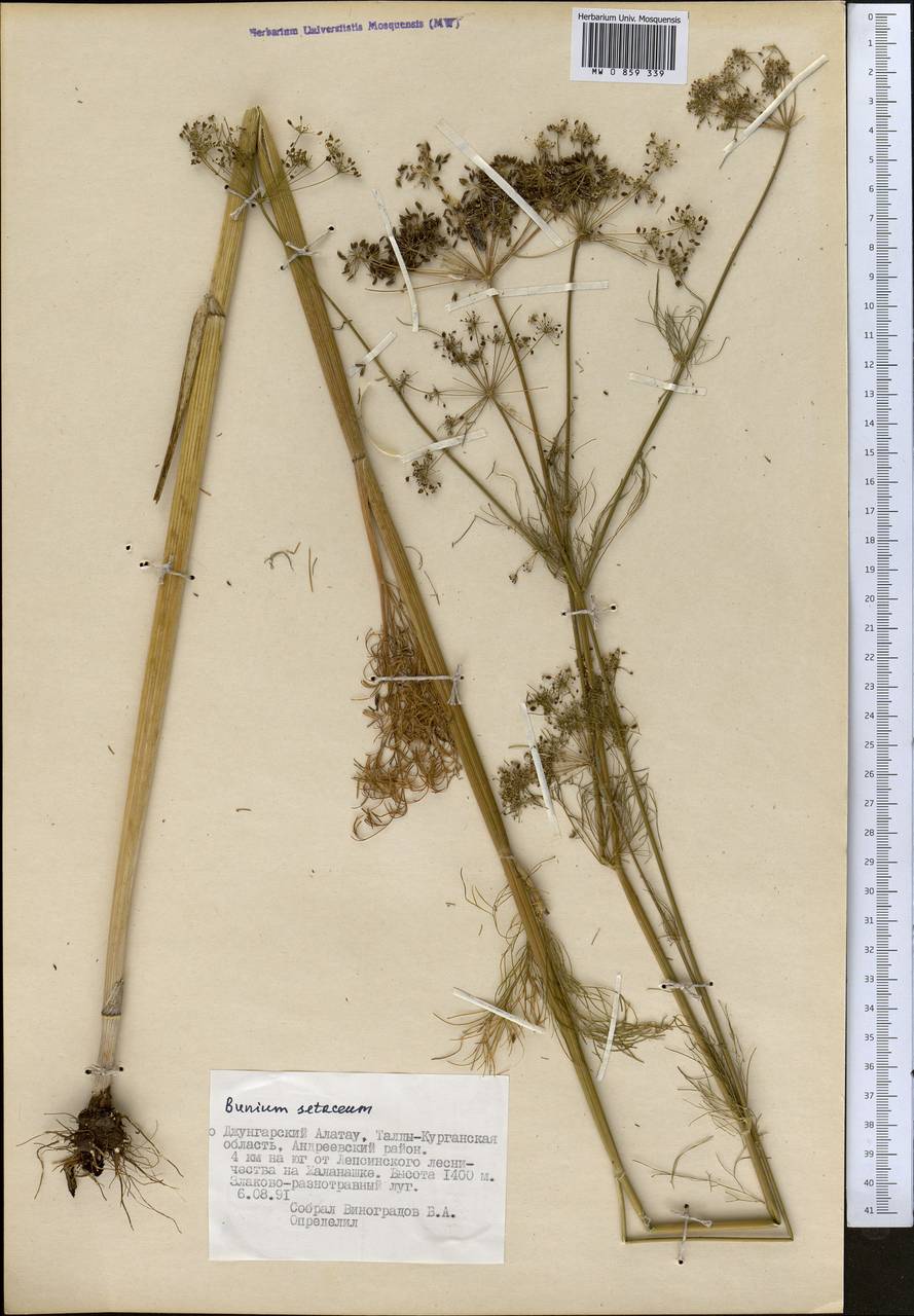 Elwendia setacea (Schrenk) Pimenov & Kljuykov, Middle Asia, Dzungarian Alatau & Tarbagatai (M5) (Kazakhstan)
