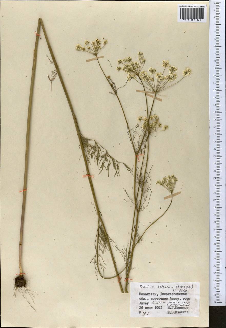 Elwendia setacea (Schrenk) Pimenov & Kljuykov, Middle Asia, Muyunkumy, Balkhash & Betpak-Dala (M9) (Kazakhstan)