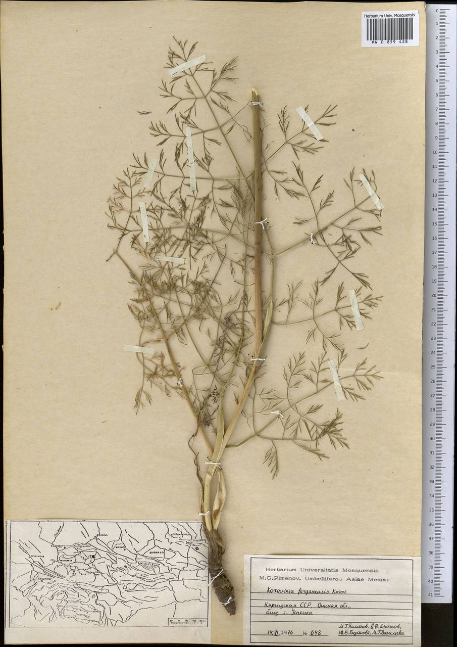 Galagania ferganensis (Korovin) M. G. Vassiljeva & Pimenov, Middle Asia, Western Tian Shan & Karatau (M3) (Kyrgyzstan)