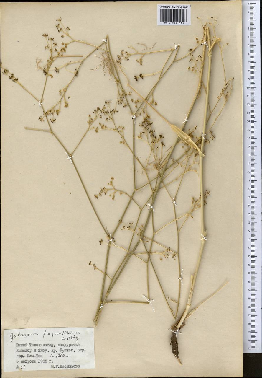 Galagania fragrantissima Lipsky, Middle Asia, Pamir & Pamiro-Alai (M2) (Tajikistan)