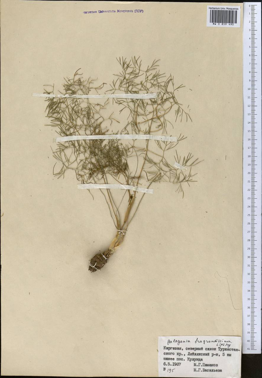 Galagania fragrantissima Lipsky, Middle Asia, Pamir & Pamiro-Alai (M2) (Kyrgyzstan)