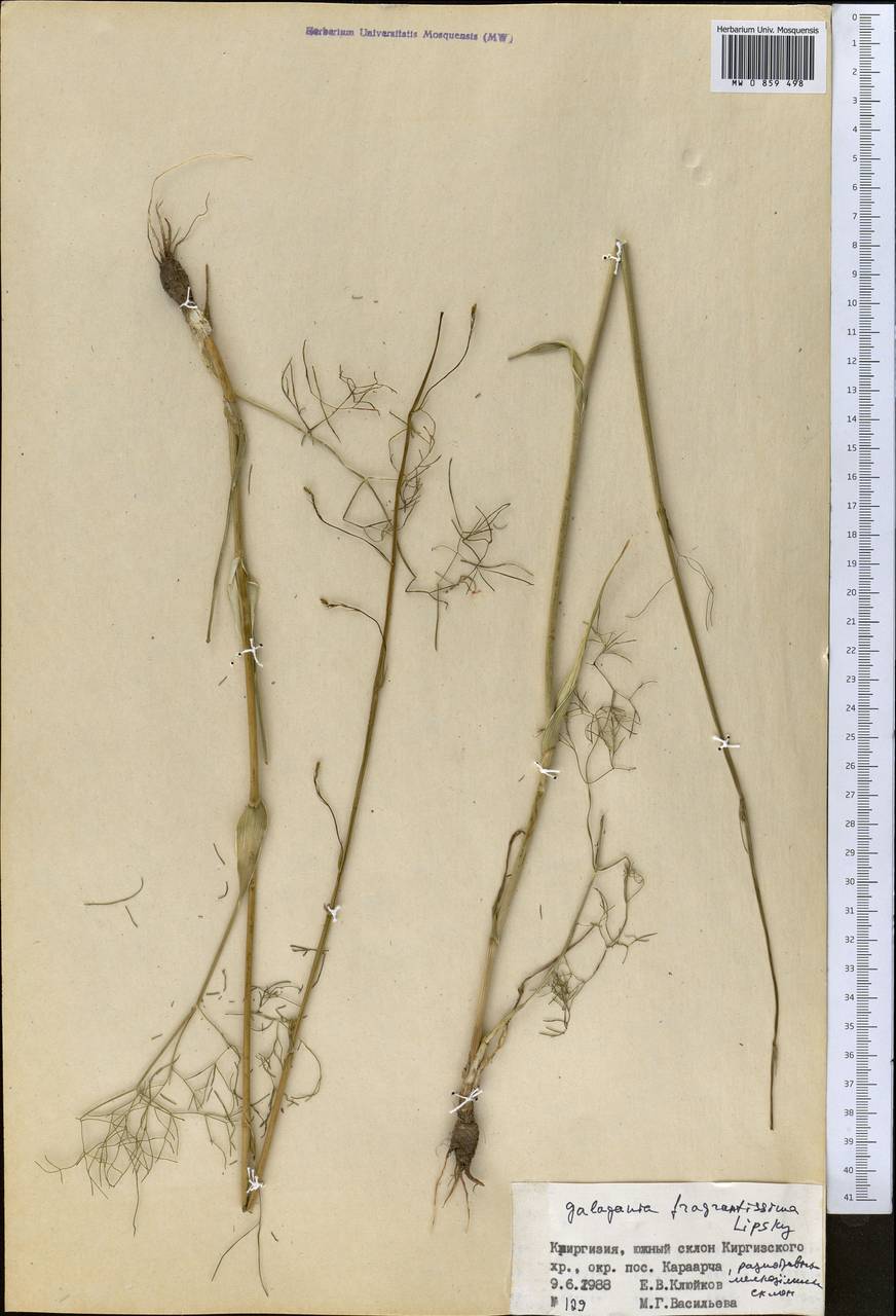 Galagania fragrantissima Lipsky, Middle Asia, Western Tian Shan & Karatau (M3) (Kyrgyzstan)