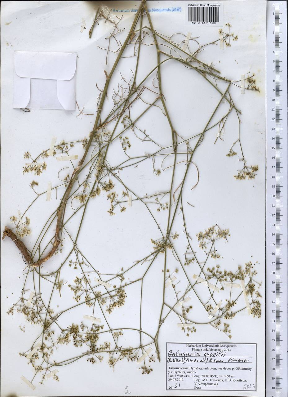 Galagania gracilis (Kamelin & Pimenov) Kamelin & Pimenov, Middle Asia, Pamir & Pamiro-Alai (M2) (Tajikistan)