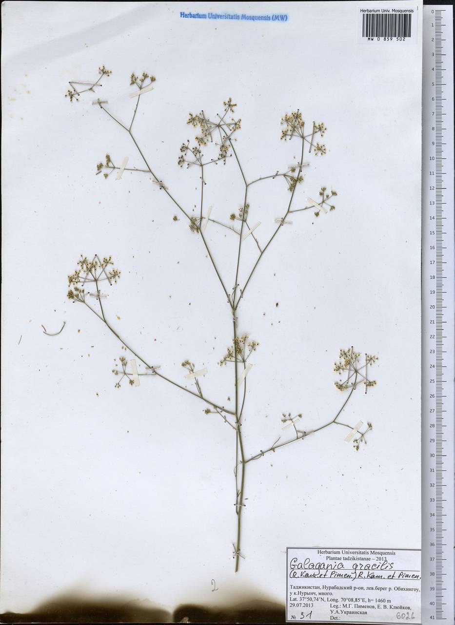 Galagania gracilis (Kamelin & Pimenov) Kamelin & Pimenov, Middle Asia, Pamir & Pamiro-Alai (M2) (Tajikistan)