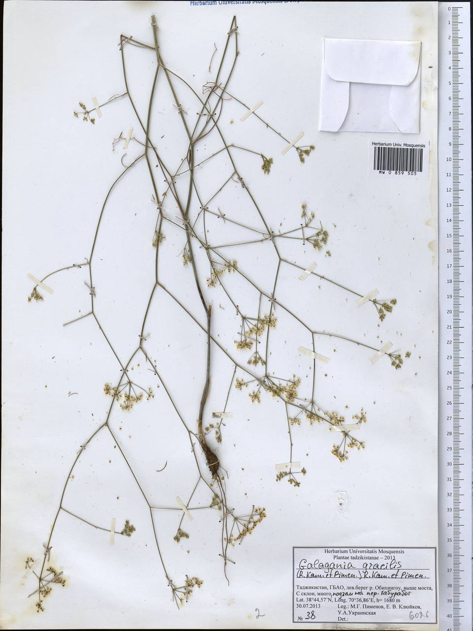 Galagania gracilis (Kamelin & Pimenov) Kamelin & Pimenov, Middle Asia, Pamir & Pamiro-Alai (M2) (Tajikistan)