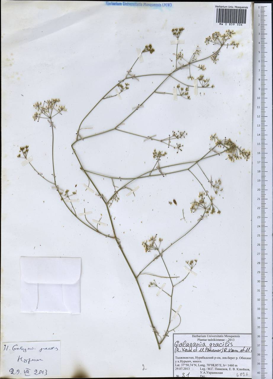 Galagania gracilis (Kamelin & Pimenov) Kamelin & Pimenov, Middle Asia, Pamir & Pamiro-Alai (M2) (Tajikistan)