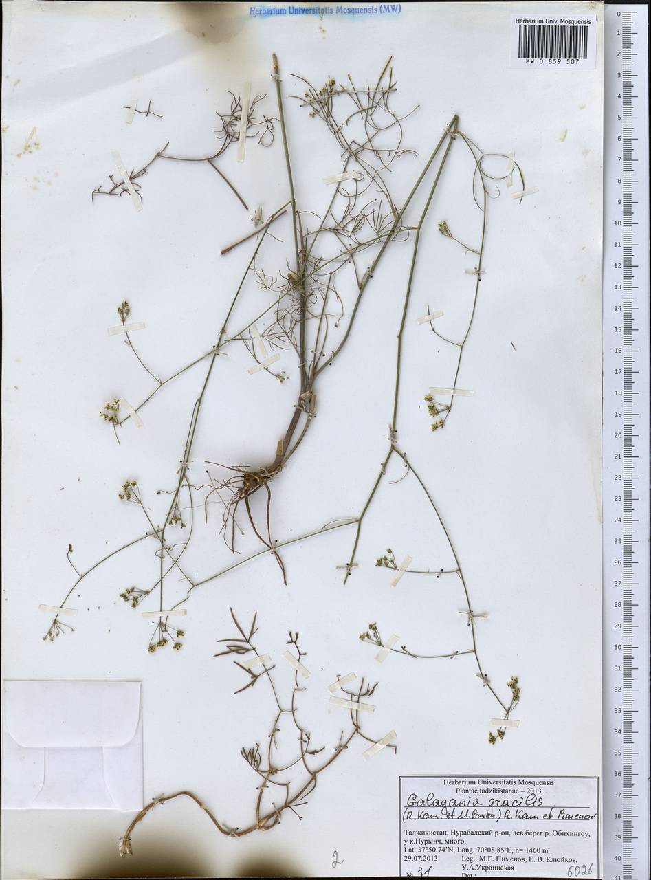 Galagania gracilis (Kamelin & Pimenov) Kamelin & Pimenov, Middle Asia, Pamir & Pamiro-Alai (M2) (Tajikistan)