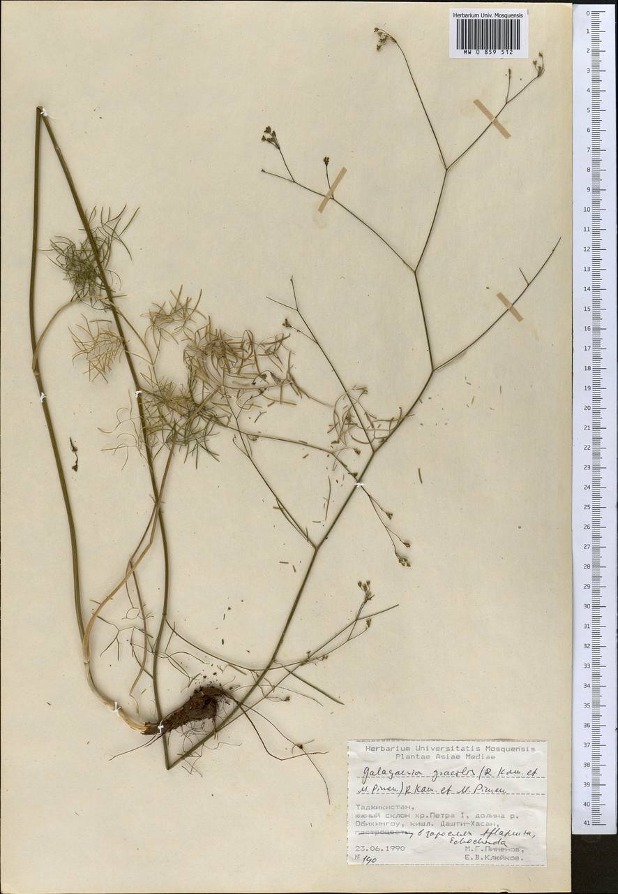 Galagania gracilis (Kamelin & Pimenov) Kamelin & Pimenov, Middle Asia, Pamir & Pamiro-Alai (M2) (Tajikistan)