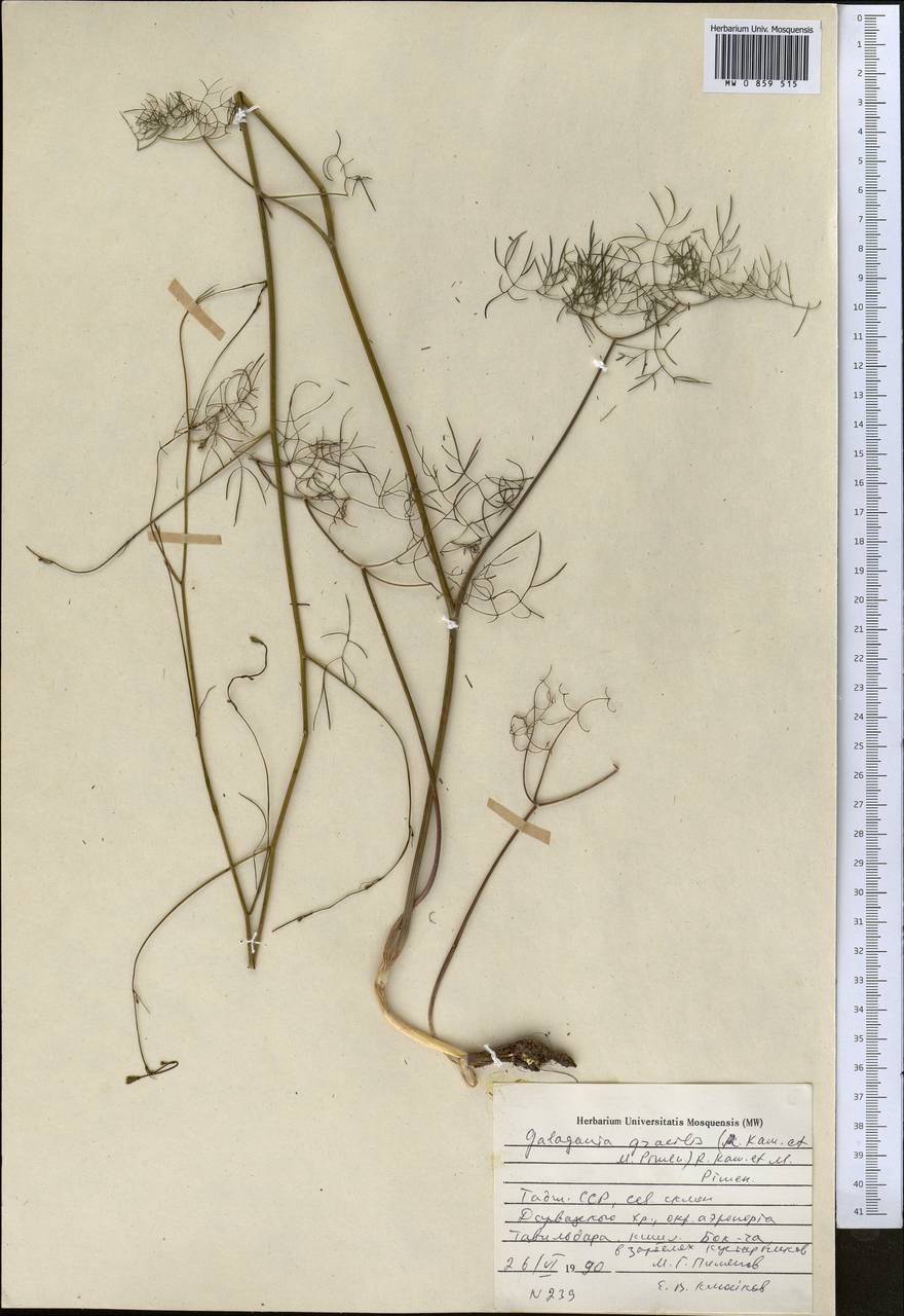 Galagania gracilis (Kamelin & Pimenov) Kamelin & Pimenov, Middle Asia, Pamir & Pamiro-Alai (M2) (Tajikistan)